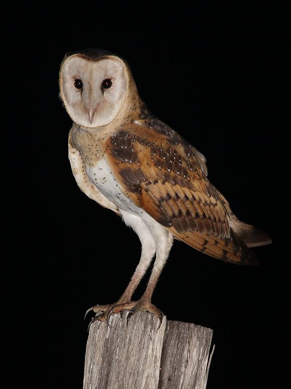 Eastern Grass Owl (Image ID 7422)