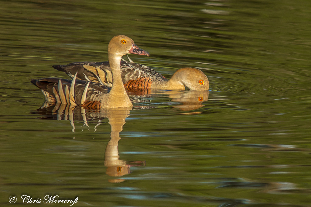 Plumed Whistling-Duck (Image ID 7531)