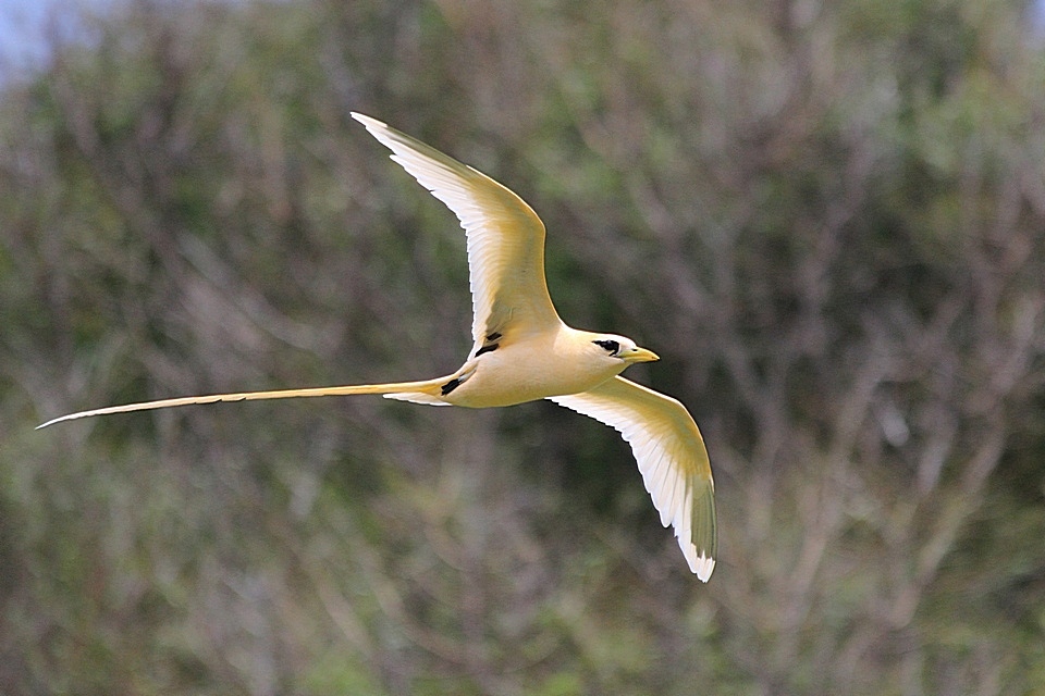 White-tailed Tropicbird (Image ID 7796)