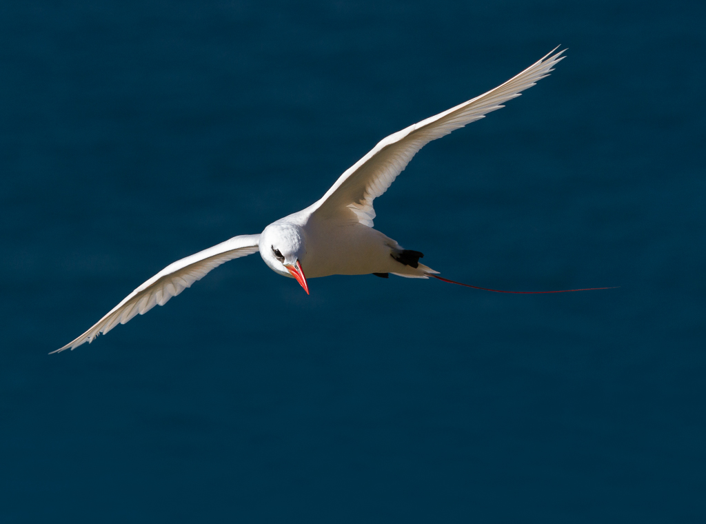 Red-tailed Tropicbird (Image ID 8308)