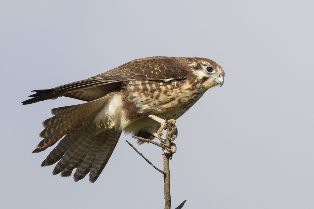 Brown Falcon (Image ID 8593)