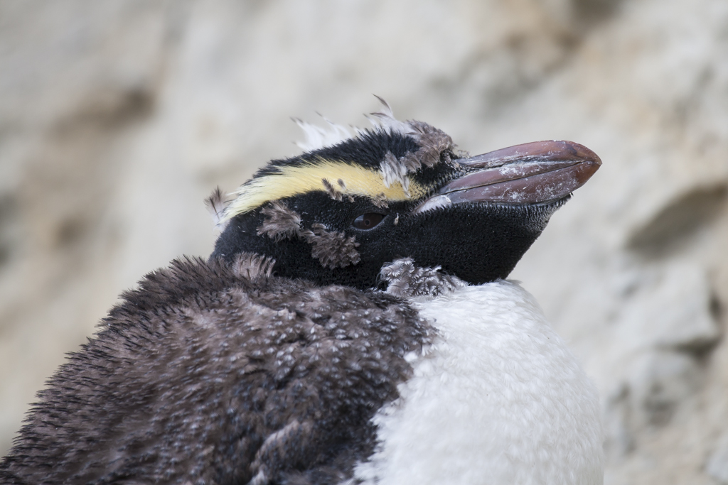 Erect-crested Penguin (Image ID 8615)