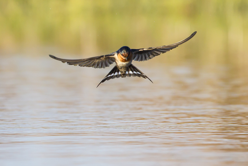 Welcome Swallow (Image ID 8739)