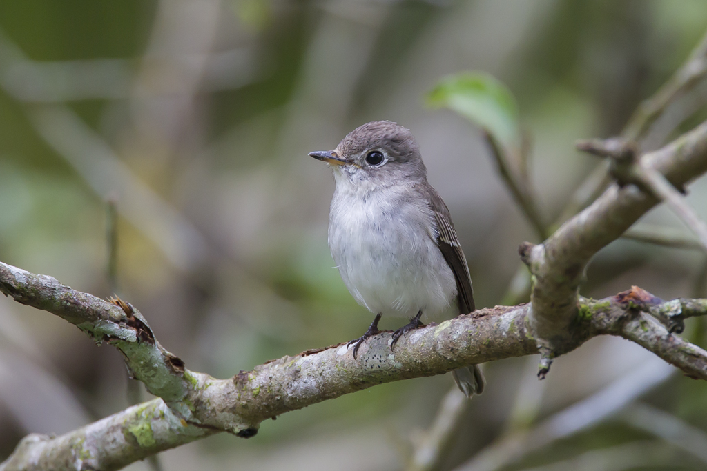 Asian Brown Flycatcher (Image ID 8587)