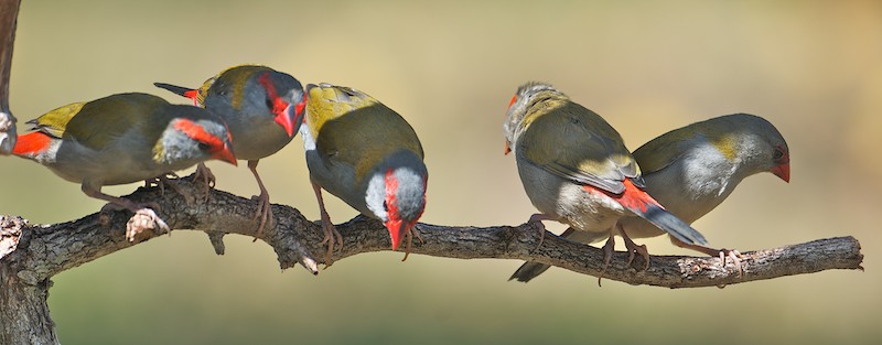 Red-browed Finch (Image ID 8925)