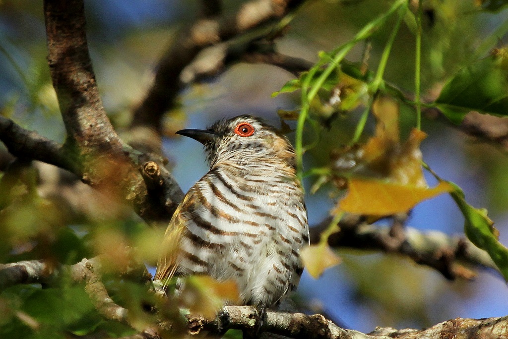 Little Bronze-Cuckoo (Image ID 9289)
