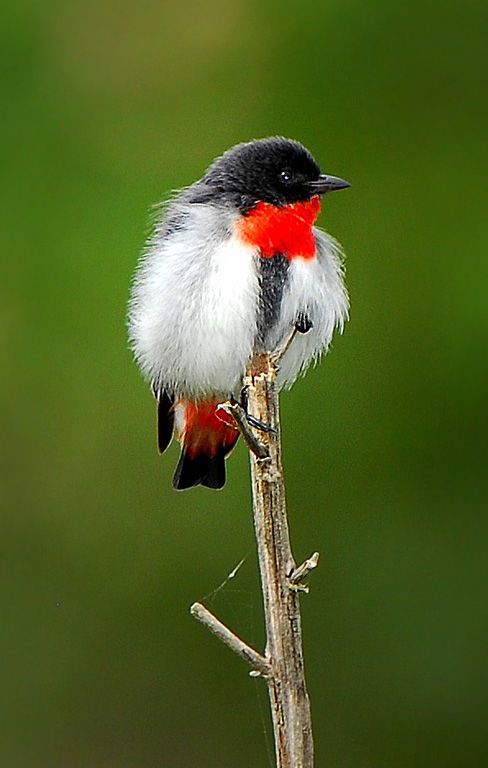 Mistletoebird (Image ID 9372)