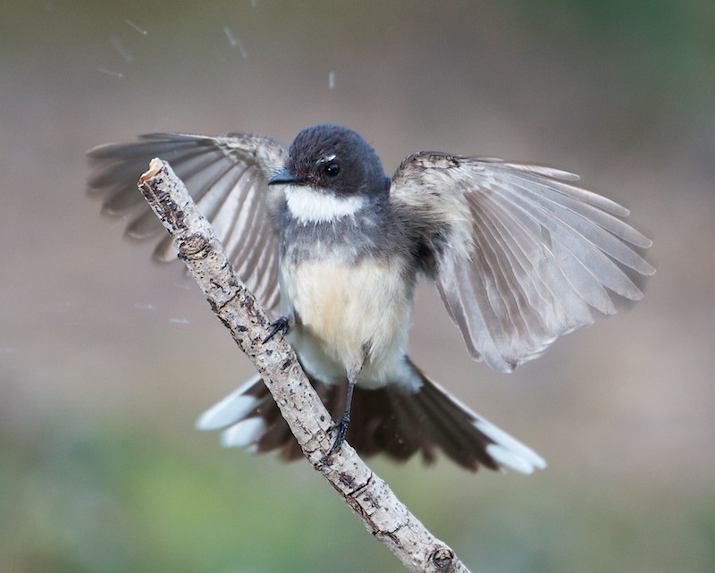 Northern Fantail (Image ID 9654)