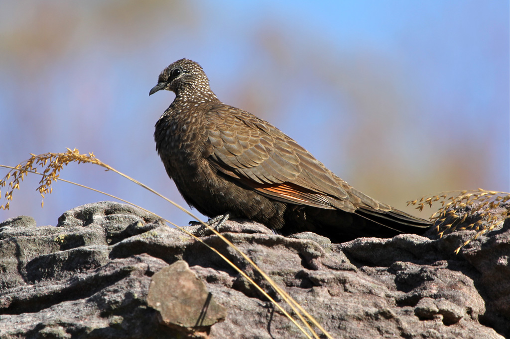 Chestnut-quilled Rock-Pigeon (Image ID 9762)