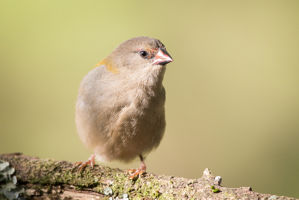 Red-browed Finch (Image ID 10715)