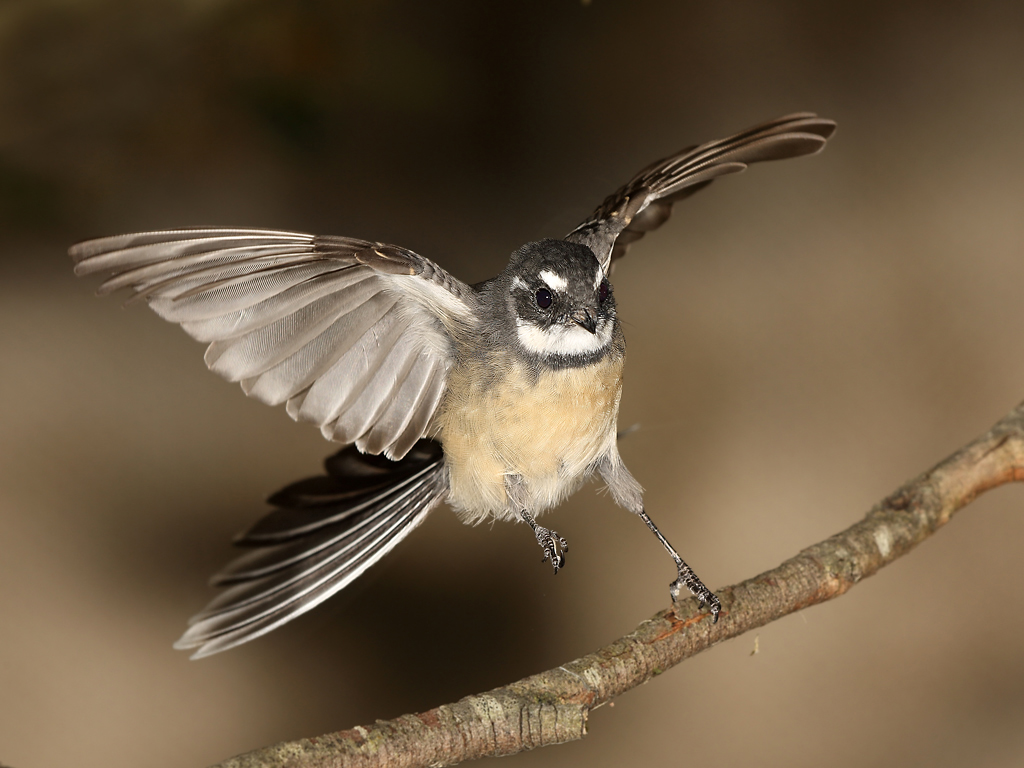 Grey Fantail (Image ID 10724)