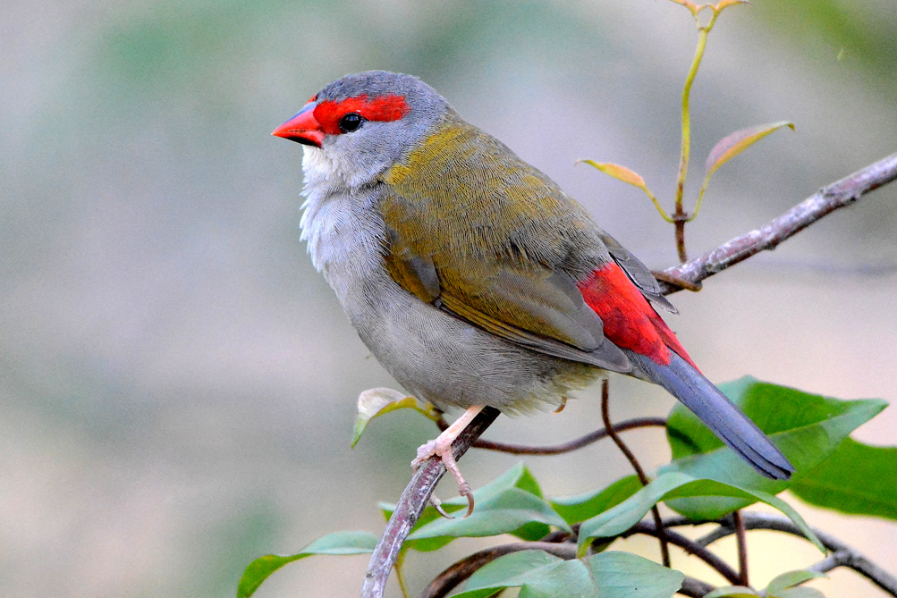 Red-browed Finch (Image ID 10750)