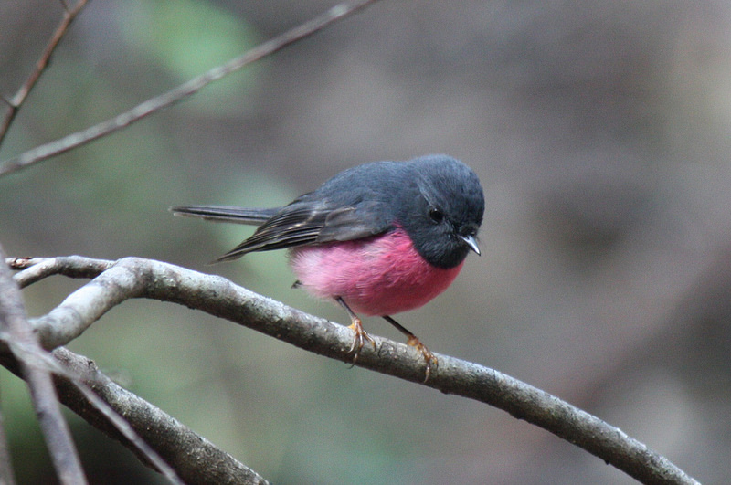 Pink Robin (Image ID 11103)