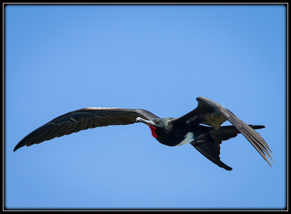 Christmas Island Frigatebird (Image ID 11562)