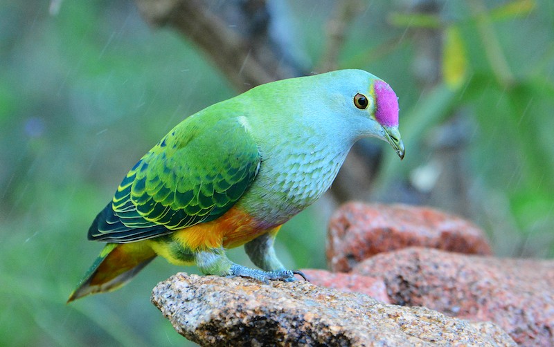Rose-crowned Fruit-Dove (Image ID 11777)