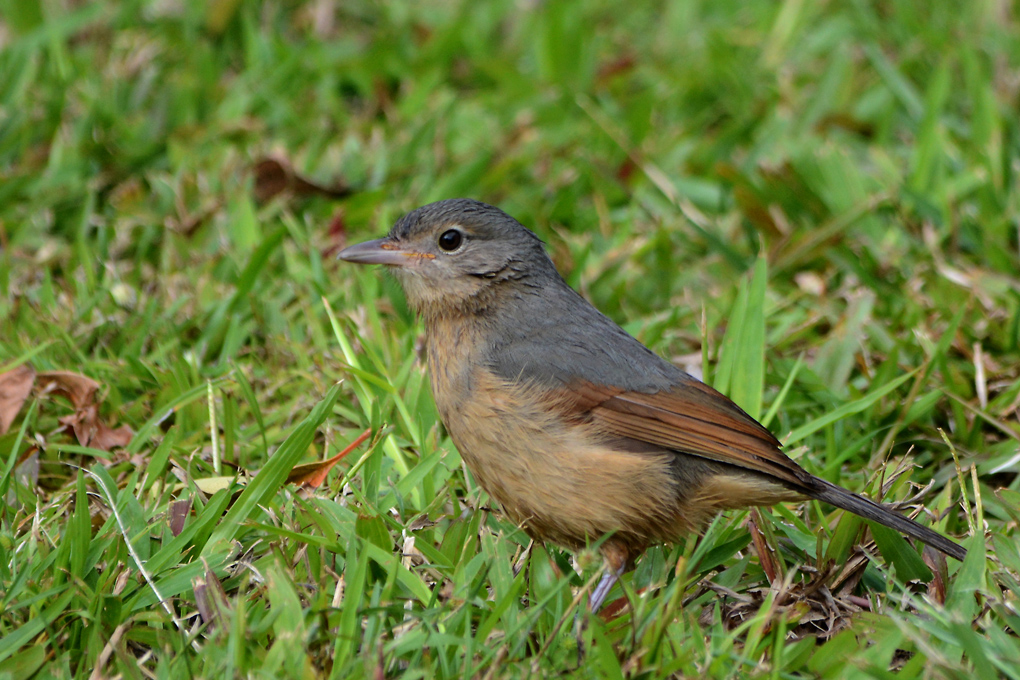 Little Shrike-thrush (Image ID 11709)