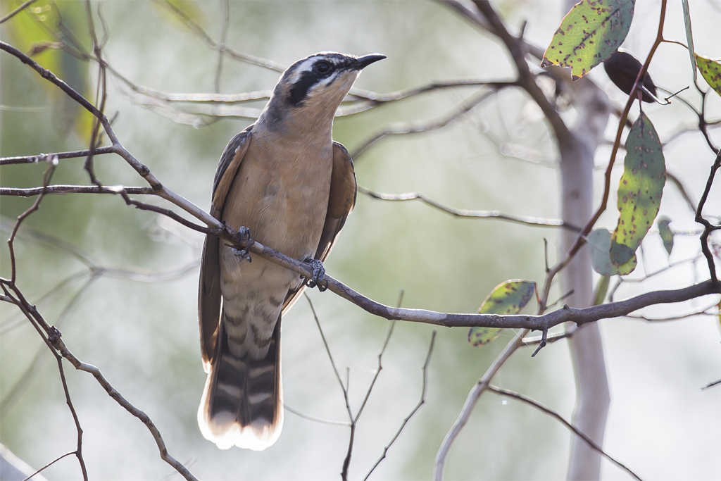 Black-eared Cuckoo (Image ID 11639)