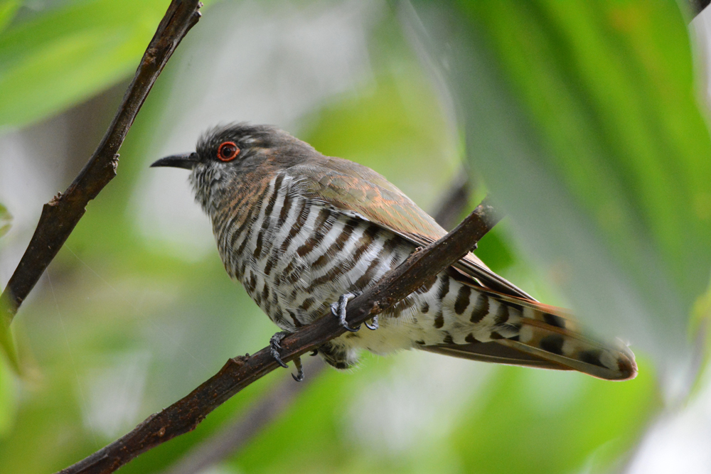 Little Bronze-Cuckoo (Image ID 11689)