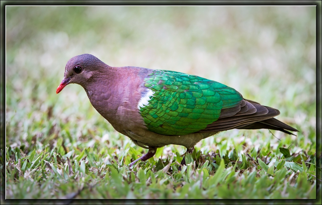 Brown-capped Emerald-Dove (Image ID 12374)