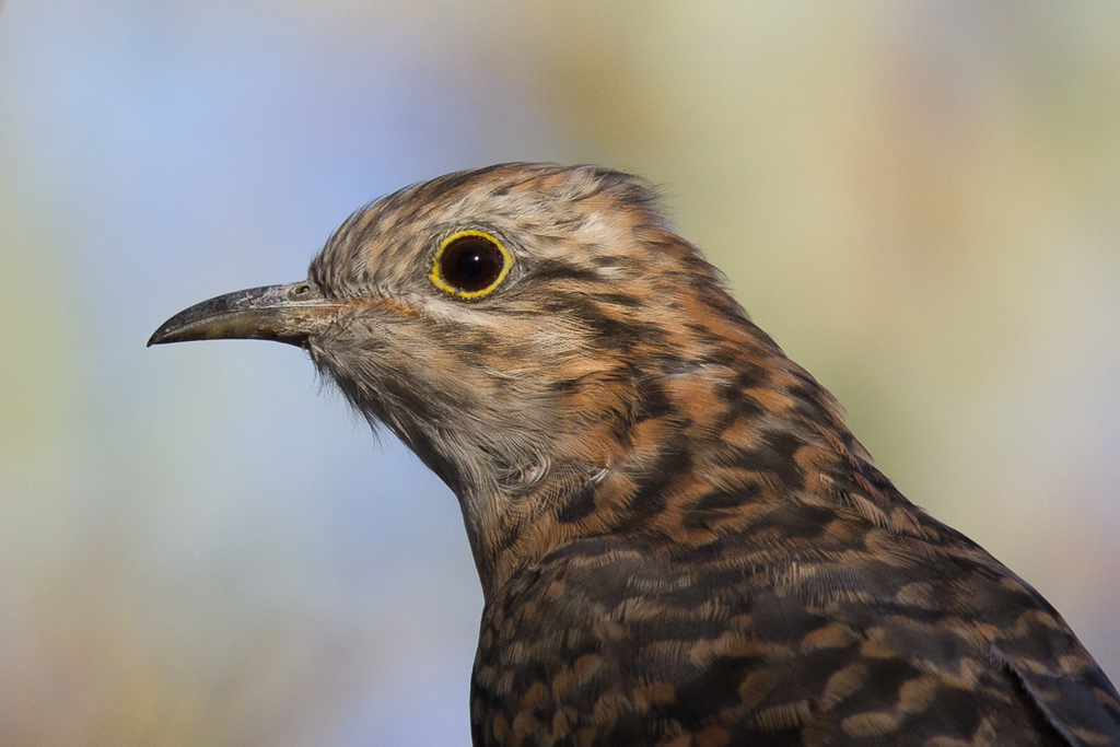 Pallid Cuckoo (Image ID 12248)