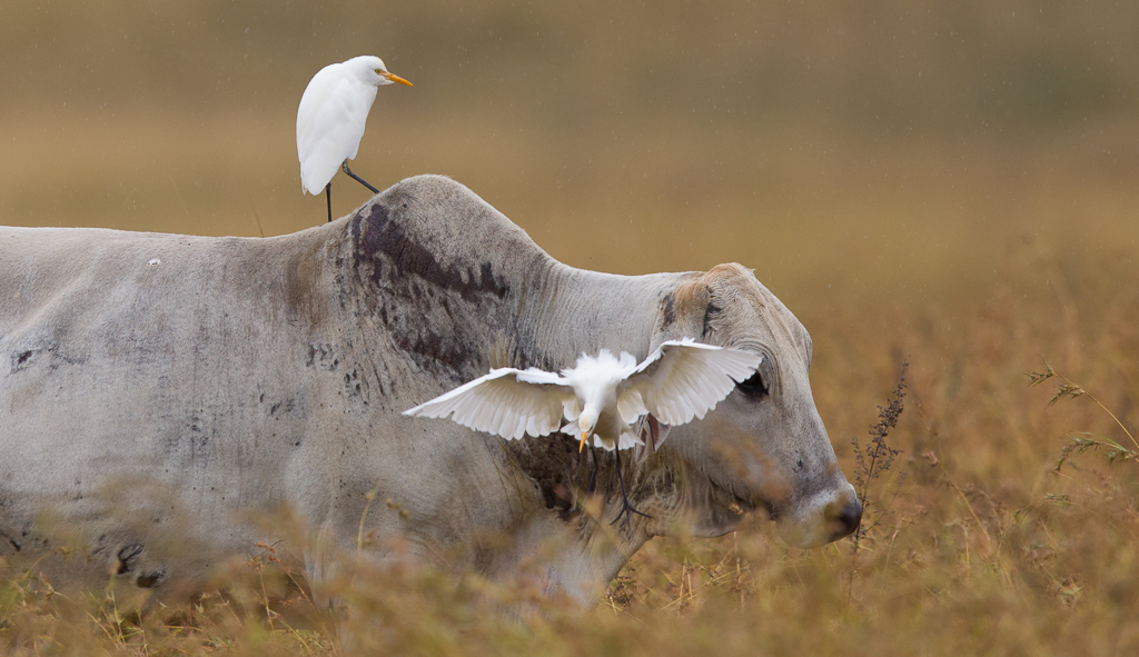 Cattle Egret (Image ID 12268)