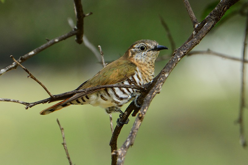 Little Bronze-Cuckoo (Image ID 12269)