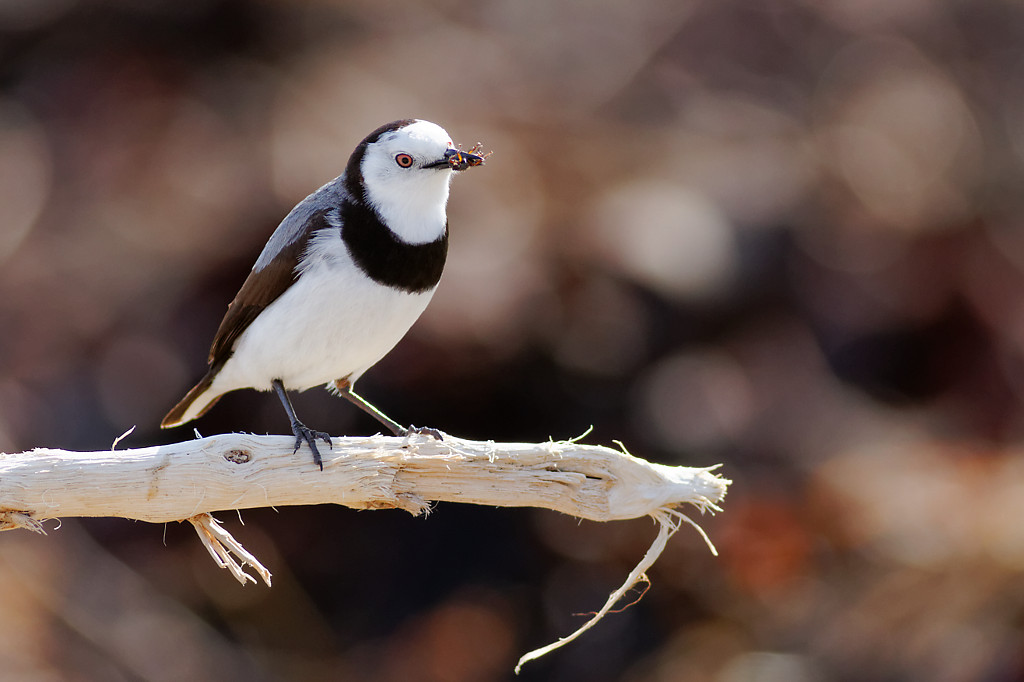 White-fronted Chat (Image ID 12930)
