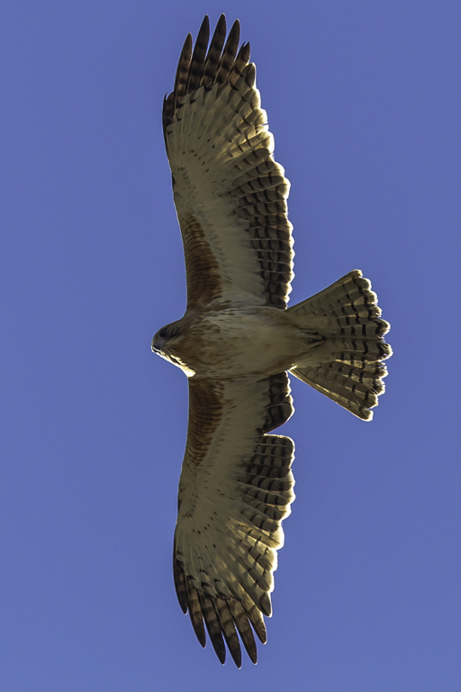 Little Eagle (Image ID 12652)
