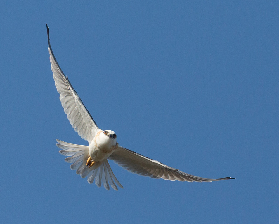Black-shouldered Kite (Image ID 12612)