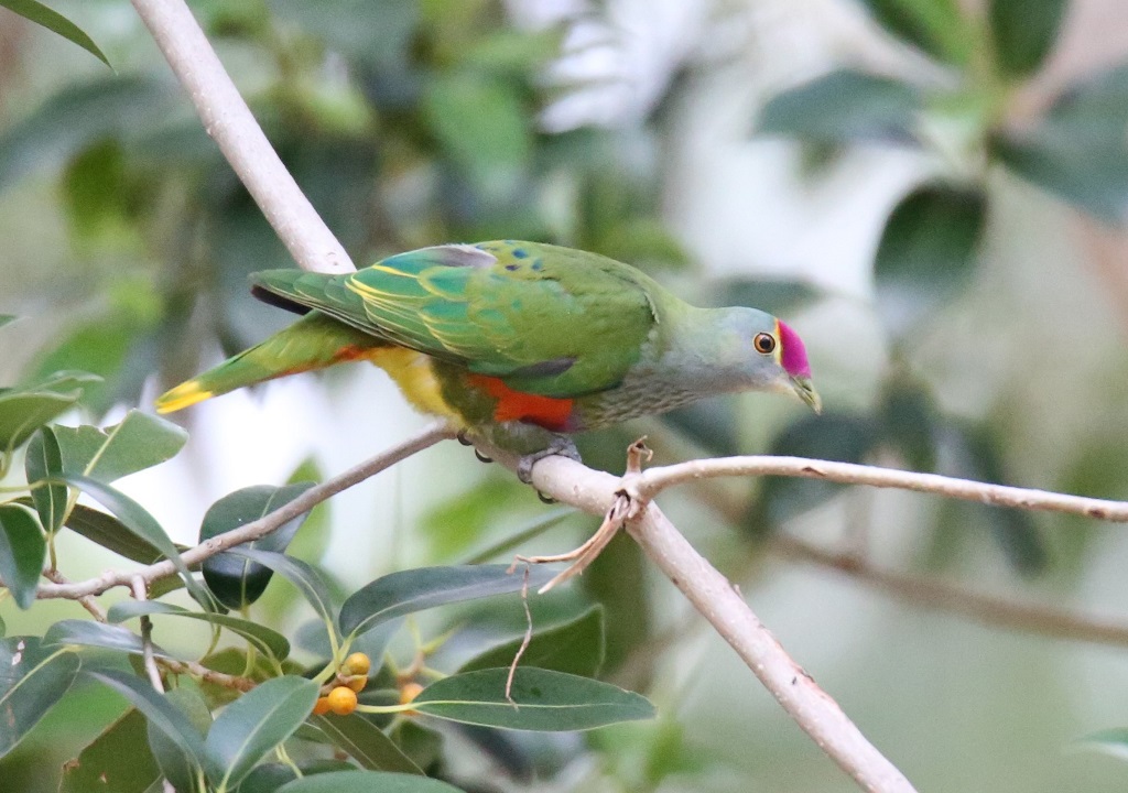 Rose-crowned Fruit-Dove (Image ID 12844)