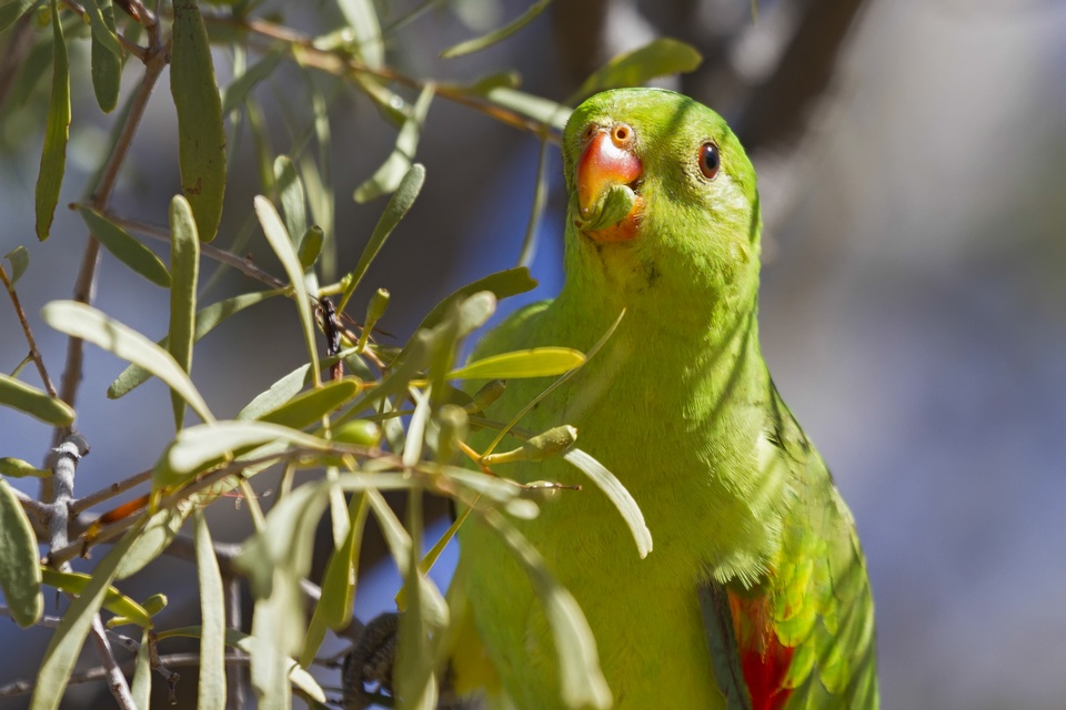 Red-winged Parrot (Image ID 12588)