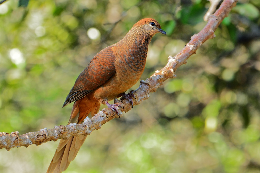 Brown Cuckoo-Dove (Image ID 13333)