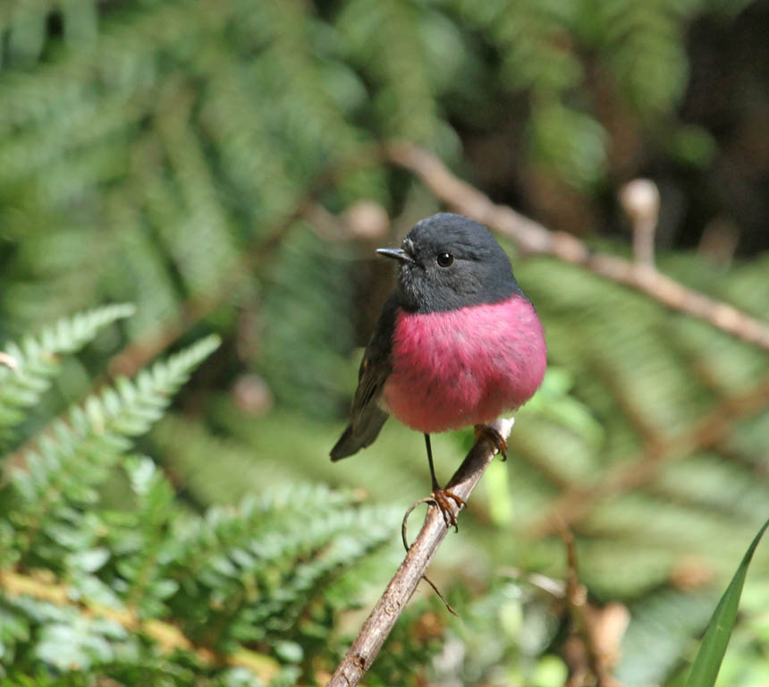 Pink Robin (Image ID 13003)