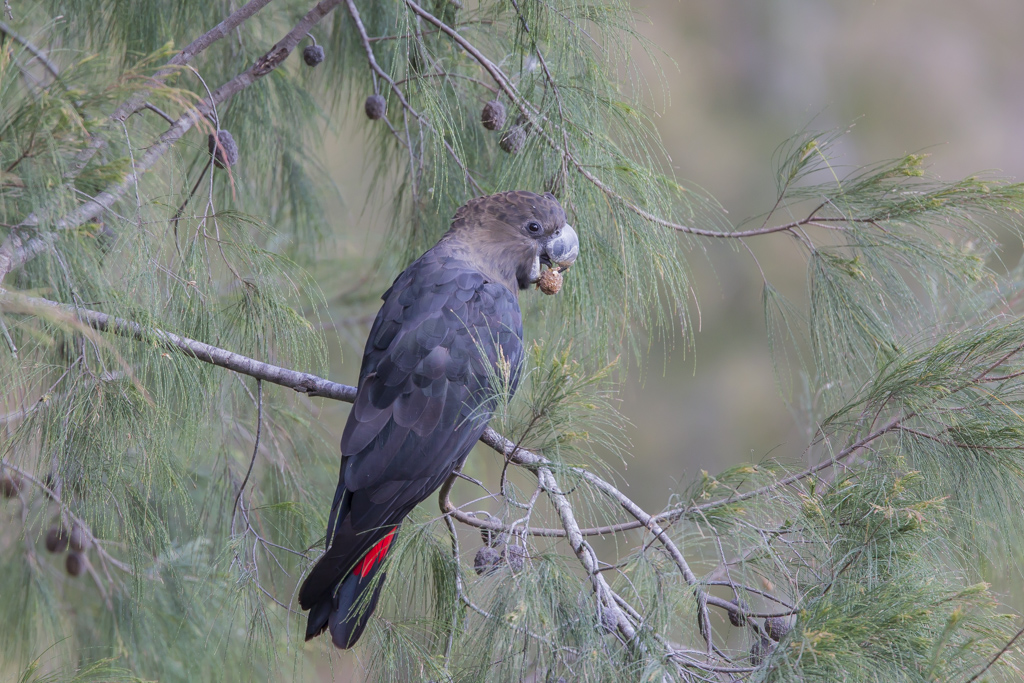 Glossy Black-Cockatoo (Image ID 13044)