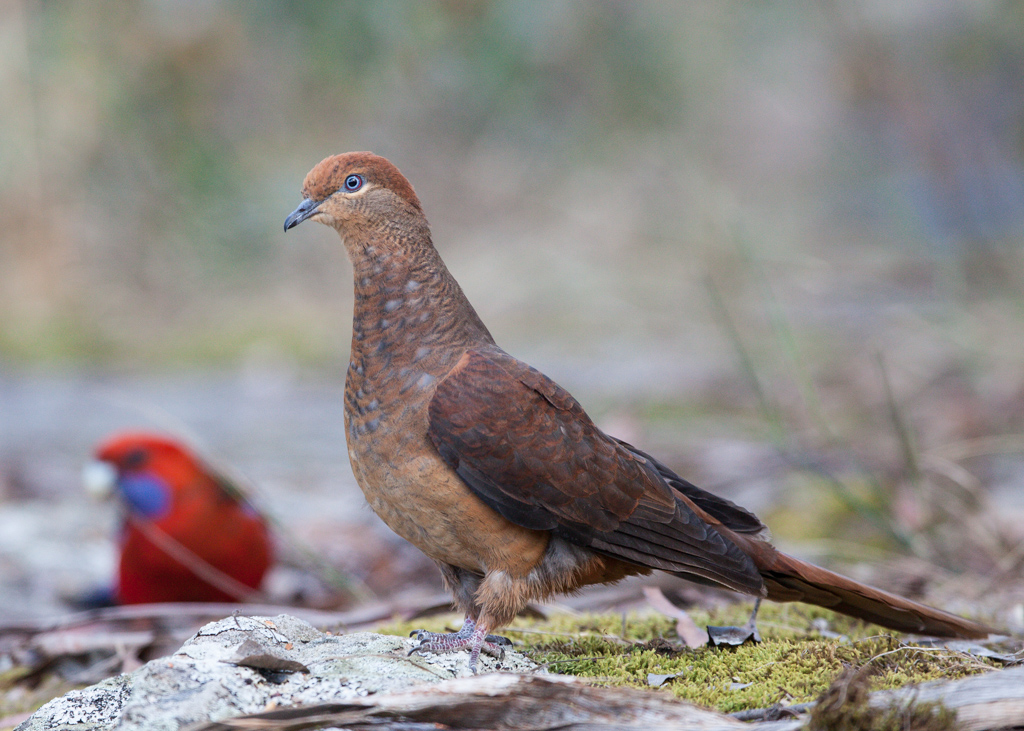 Brown Cuckoo-Dove (Image ID 12960)