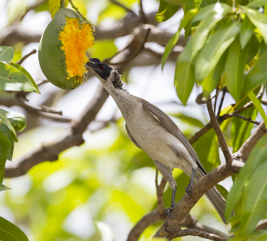 Silver-crowned Friarbird (Image ID 13101)