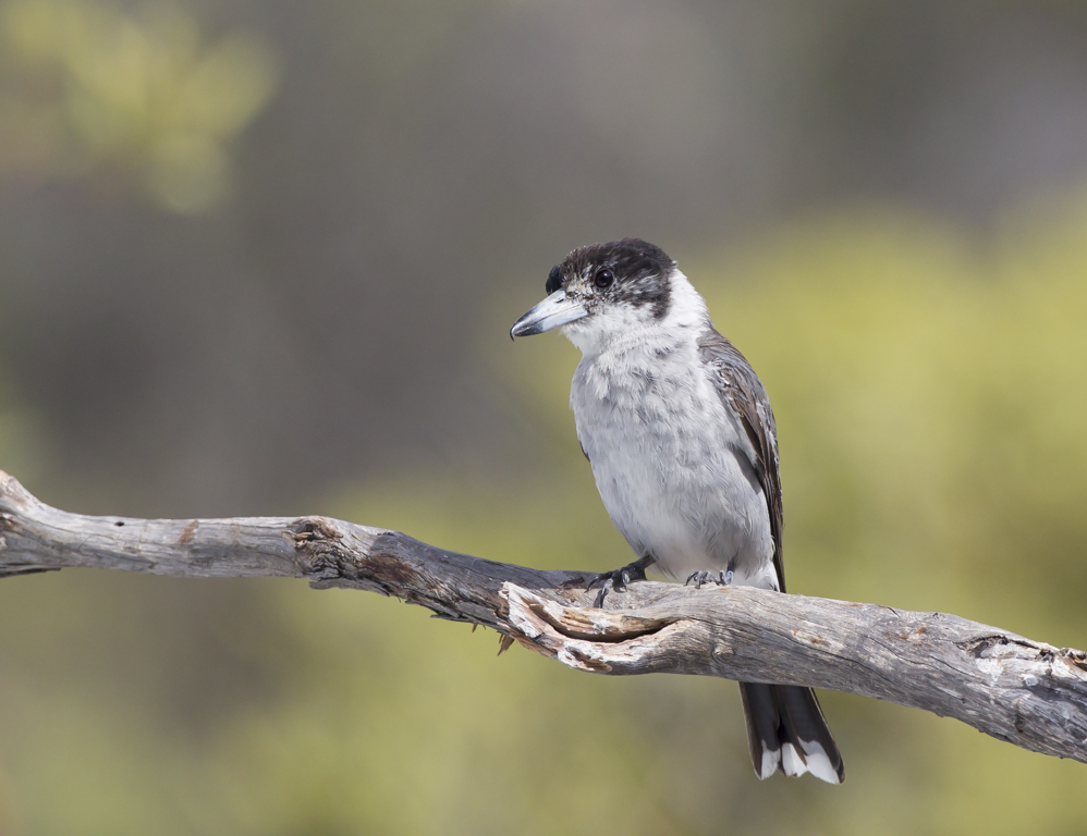 Grey Butcherbird (Image ID 13046)