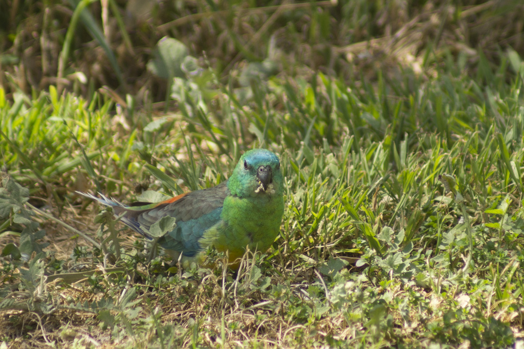 Red-rumped Parrot (Image ID 13294)
