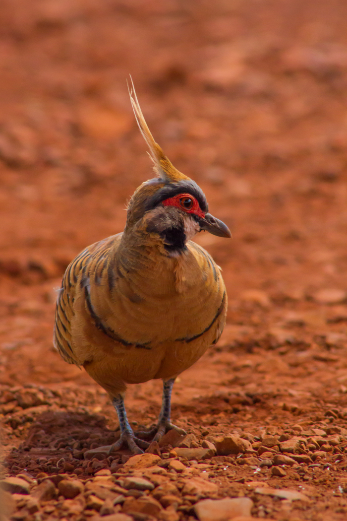 Spinifex Pigeon (Image ID 14080)