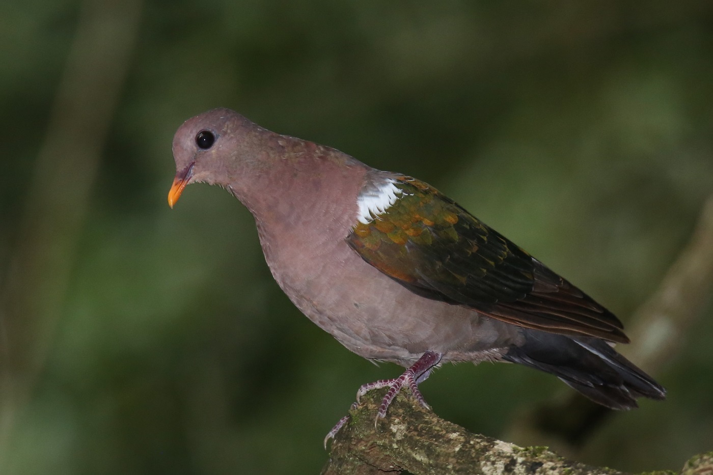 Brown-capped Emerald-Dove (Image ID 14055)