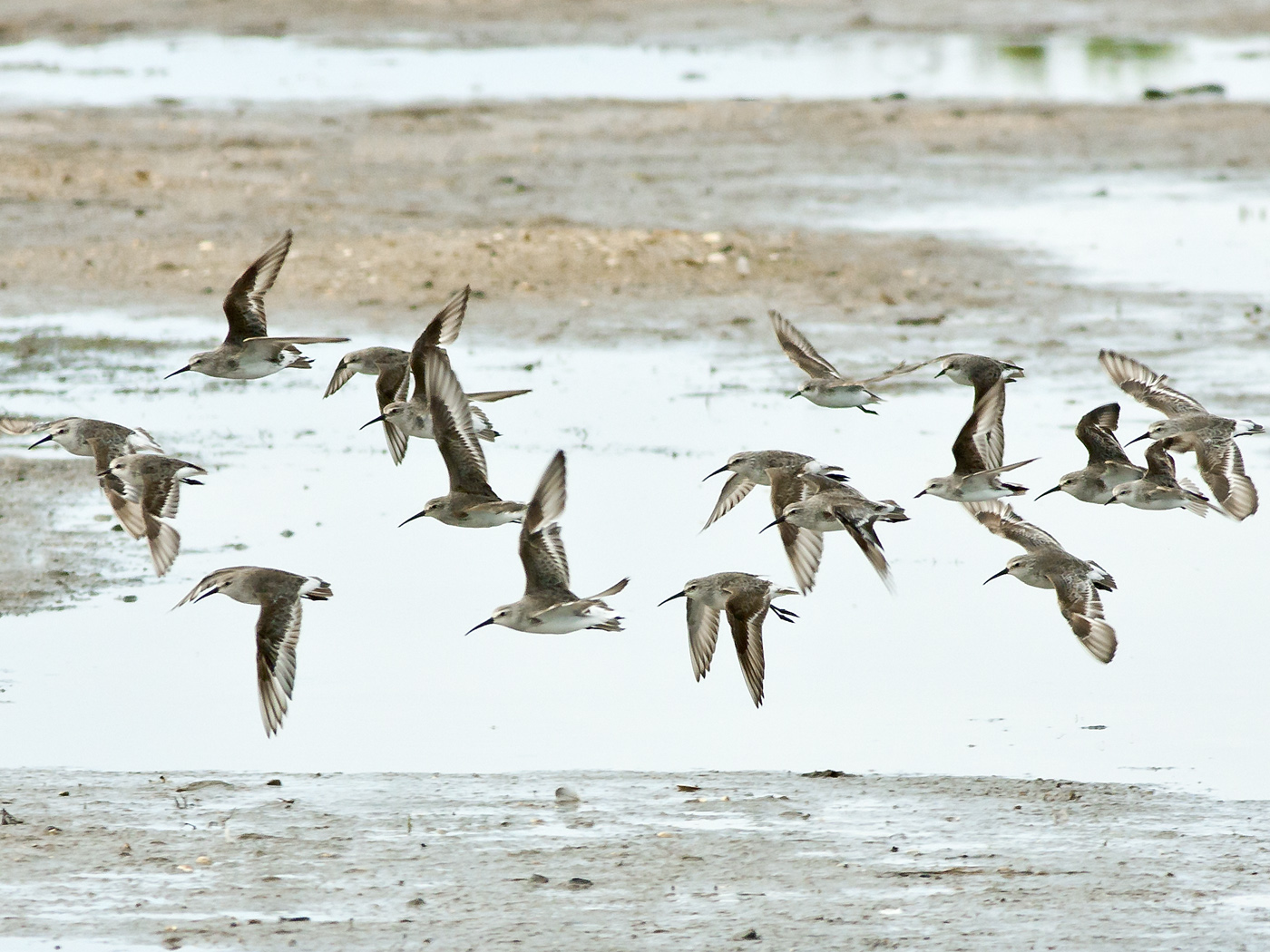 Red-necked Stint,Curlew Sandpiper (Image ID 14390)