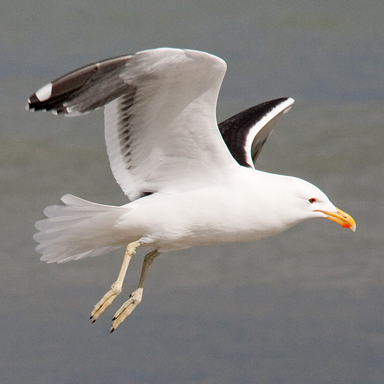 Kelp Gull (Image ID 14316)