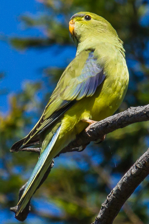 Blue-winged Parrot (Image ID 14509)