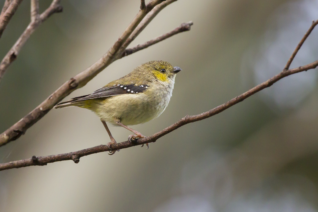 Forty-spotted Pardalote (Image ID 14512)