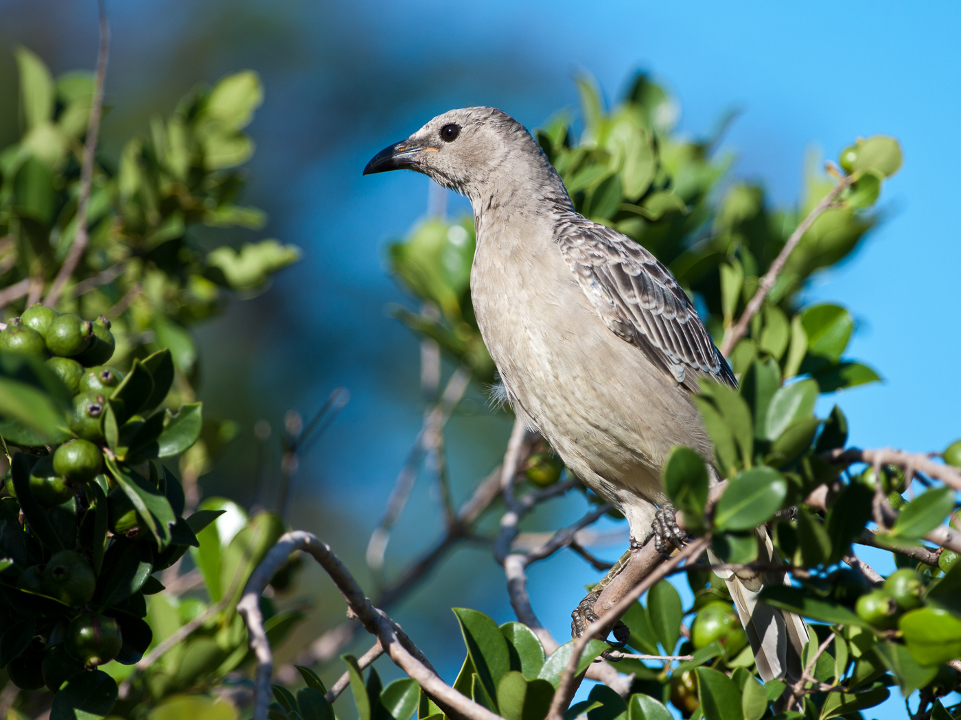 Great Bowerbird (Image ID 14563)