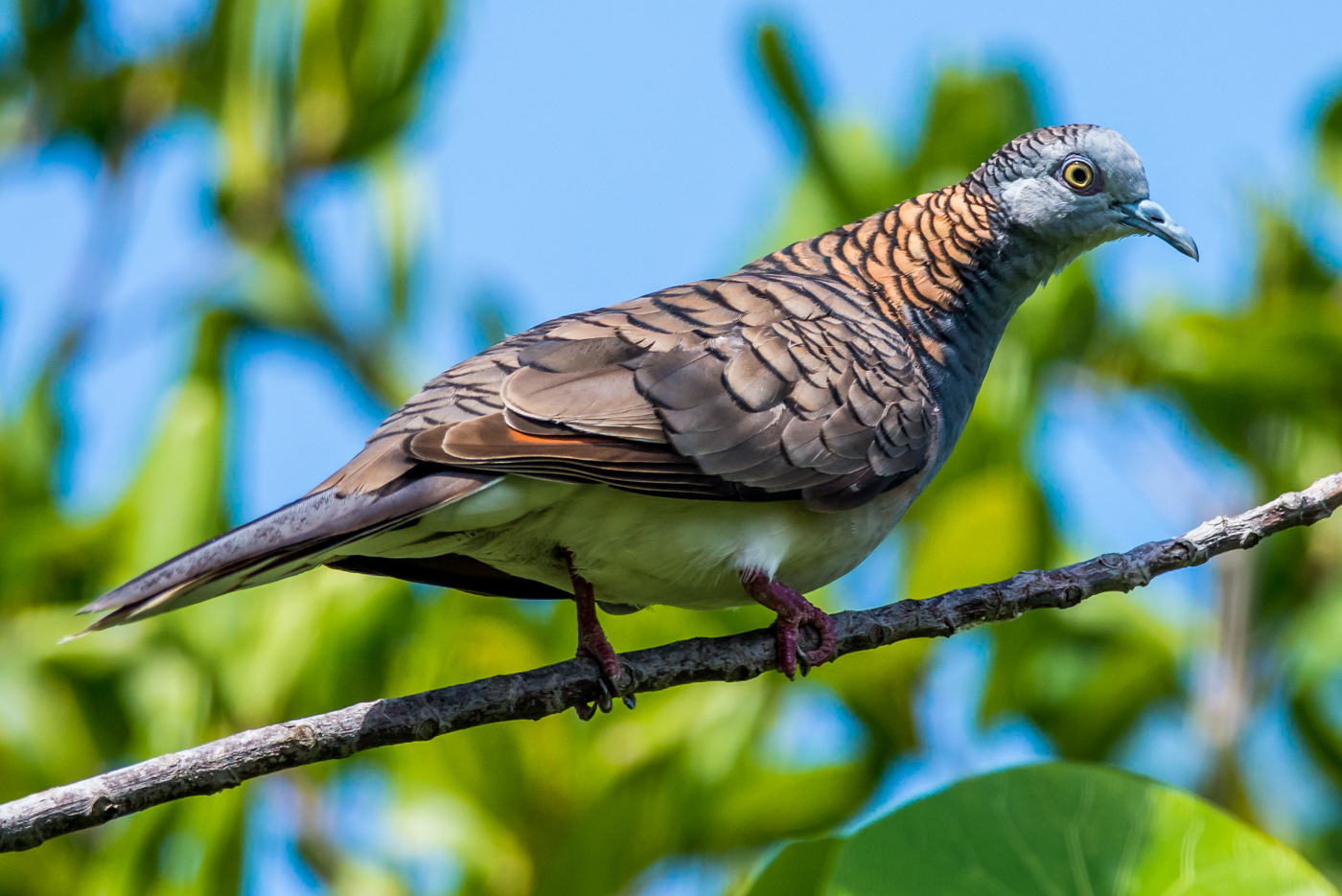 Bar-shouldered Dove (Image ID 15235)