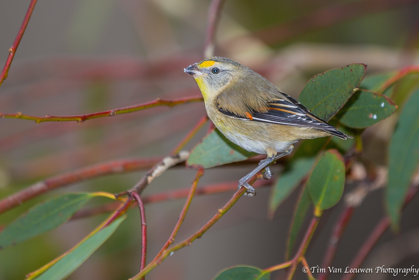 Striated Pardalote (Image ID 14964)