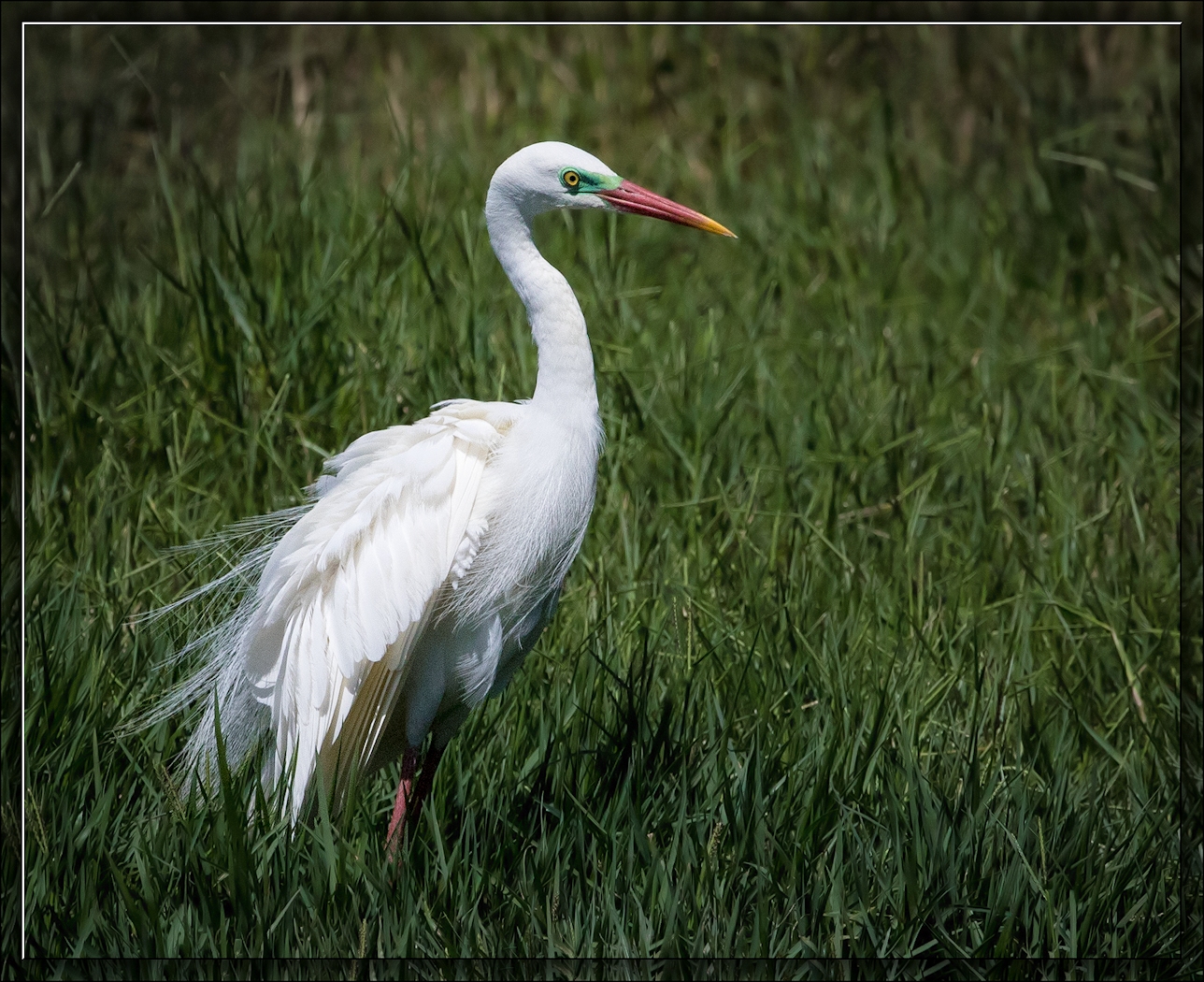 Plumed Egret (Image ID 15016)