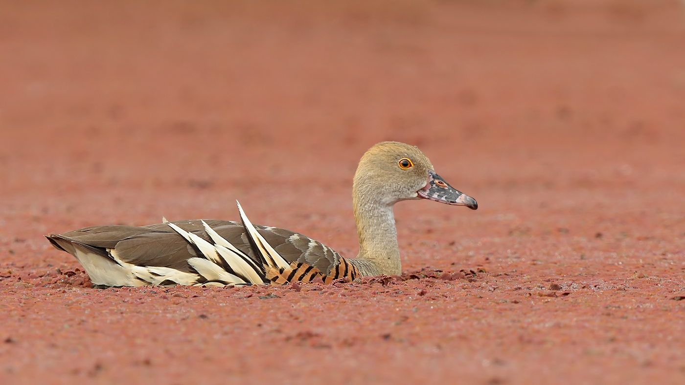 Plumed Whistling-Duck (Image ID 15083)