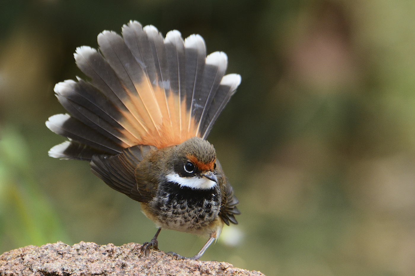 Rufous Fantail (Image ID 15302)